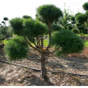 Сосна обыкновенная бонсай (Pinus sylvestris)