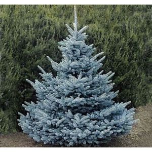 Ель колючая Picea pungens 'Blue Diamond'