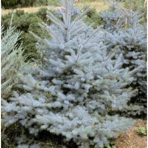 Ель колючая голубая Фет Альберт (Picea pungens glauca Fat Albert)