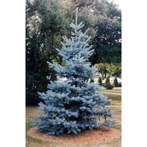 Ель колючая голубая Хупси (Picea pungens glauca Hoopsii)