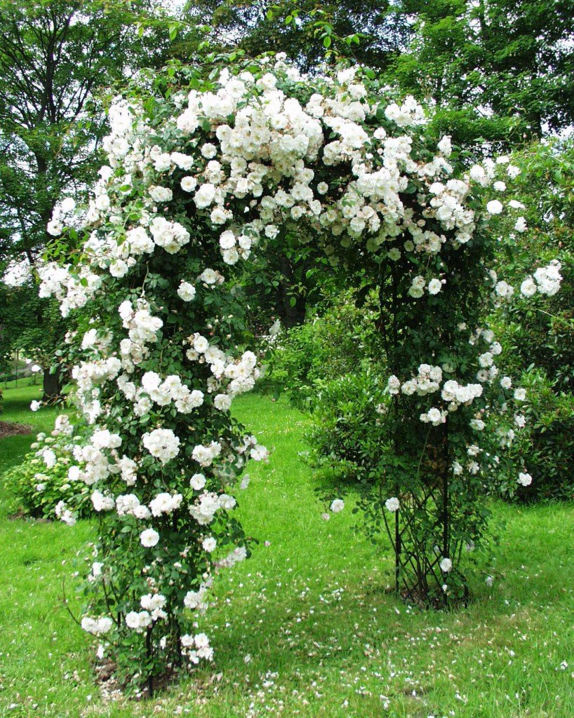 Арки для сада в Москве, купить арку для цветов в саду в интернет-магазине, арка для цветов в сад